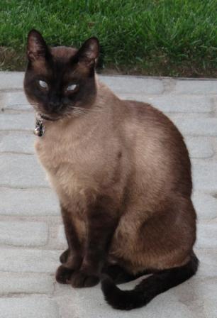 Napster